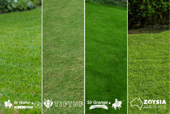 Detailed view of green turf