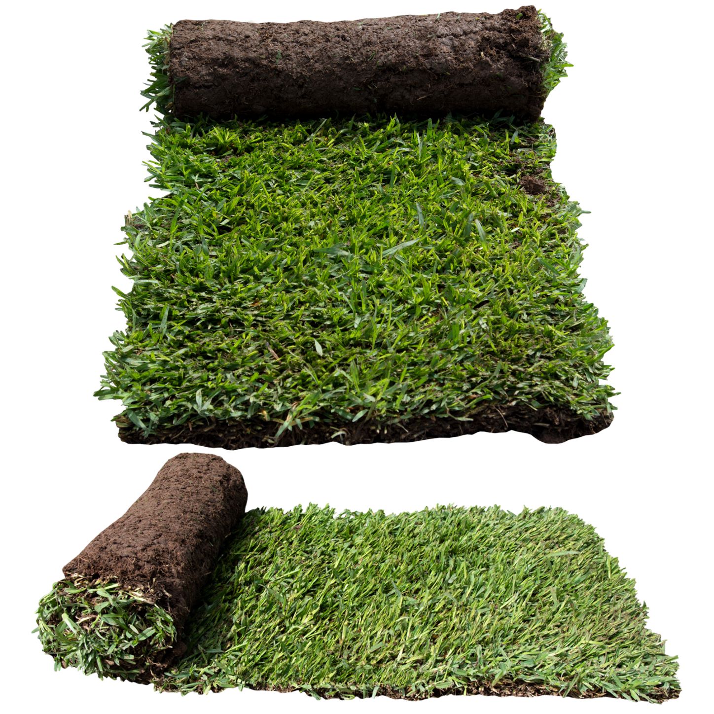 Sir Walter turf rolls