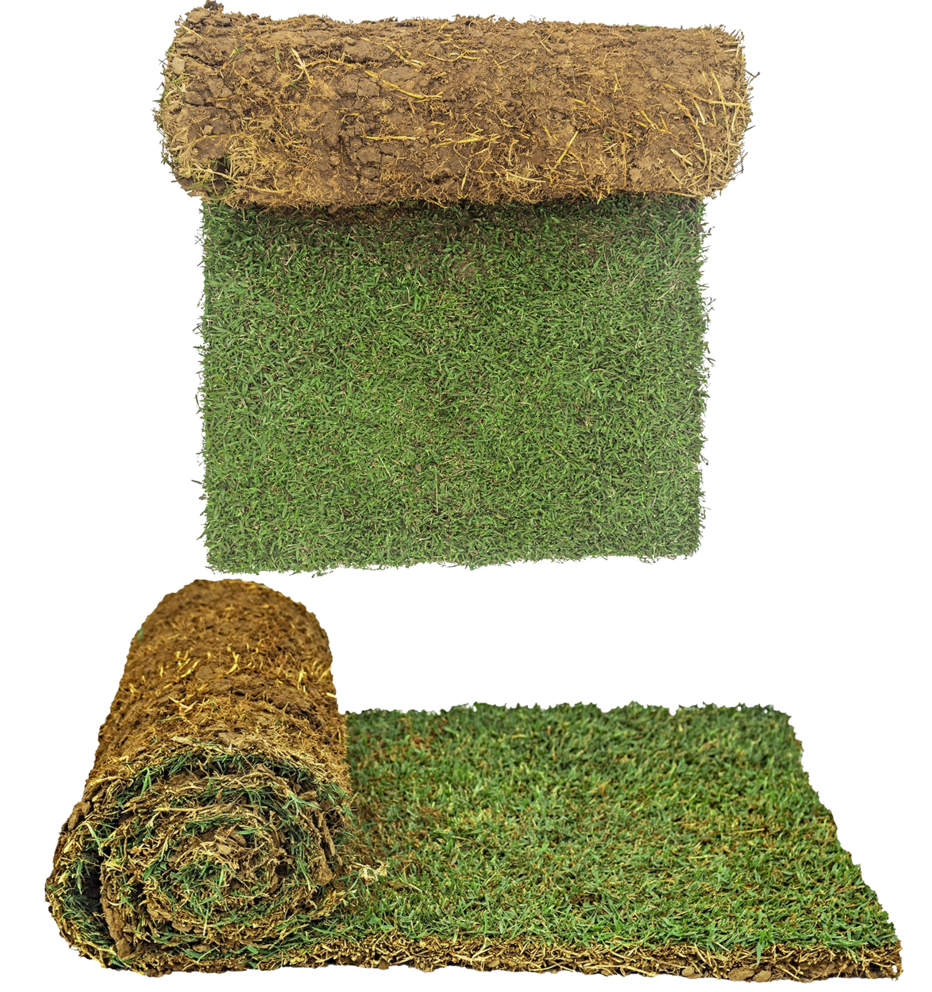 Zoysia Australis turf rolls