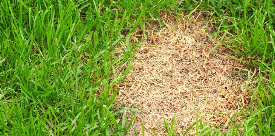 repair patchy lawn patchy lawn to repair patchy lawn