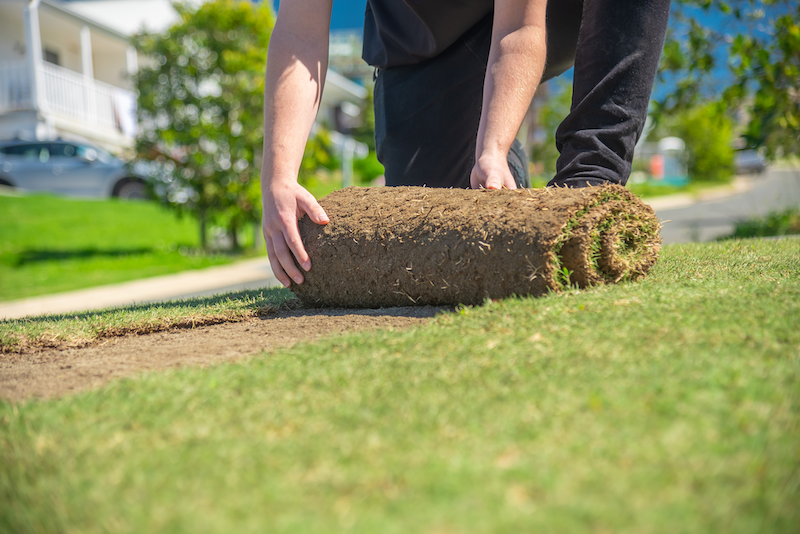 laying turf roll Worker laying turf roll