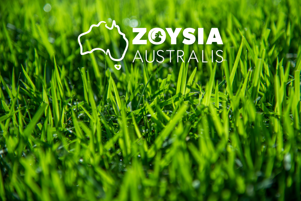 Zoysia Australis